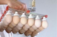 BROILER HATCHING EGGS