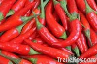 Red Hot Chili