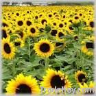 Sunflower Oil