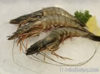 Tiger prawns