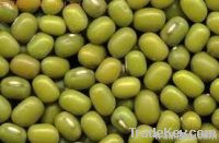 Mung Beans