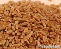 100% pure and high quality Wheat with competitive price