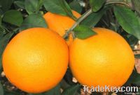 orange navel