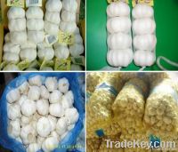Fresh normal white garlic