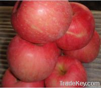 https://www.tradekey.com/product_view/Chinese-2012-Fresh-Red-Fuji-Apple-4063902.html