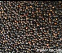 Black Pepper