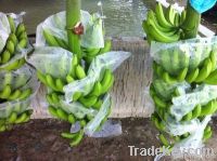 Fresh Cavendish Banana