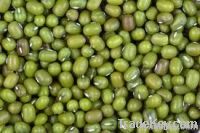 Hig Quality Mung Beans