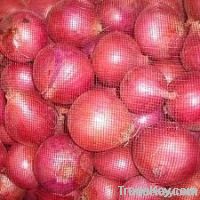 RED ONION