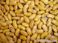 YELLOW KIDNEY BEANS