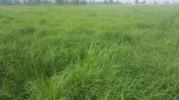 Rhodes grass