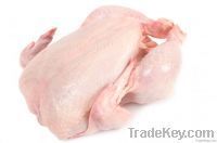 Export Whole Chicken Meat | Chicken Meat Suppliers | Poultry Meat Exporters | Chicken Pieces Traders | Processed Chicken Meat Buyers | Frozen Poultry Meat Wholesalers | Halal Chicken | Low Price Freeze Chicken Wings | Best Buy Chicken Parts | Buy Chicken 