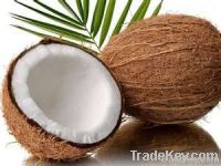 coconut