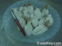 FROZEN BABY CUTTLEFISH WHOLE CLEANED