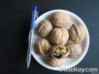 Chinese Walnut in shell