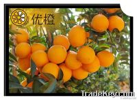 2012 Tasty Seedless Navel Oranges