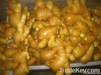 fresh ginger