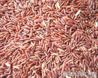 Organic Germinated Red Jasmine Rice (Parboiled)