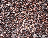 Organic Germinated Black Jasmine Rice (Parboiled)