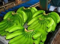 premium cavendish banana