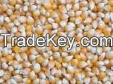 Non Gmo White Maize 