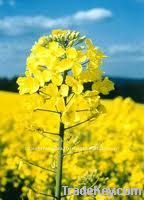 Rapeseed Oil,pure cooking oil suppliers,pure cooking oil exporters,cooking oil manufacturers,refined cooking oil traders,