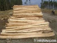 Eucalyptus logs