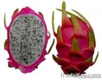 fresh dragon fruit