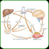 Hyaluronic Acid