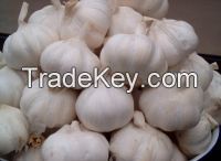 Fresh White Garlic 