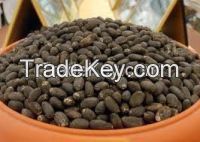 High quality jatropha seeds
