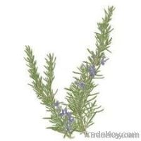 Rosemary Oil