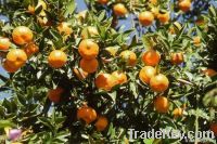 Oranges and other Citrus fruits