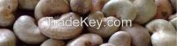 Cashew Nut Kernels 