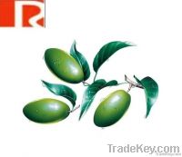 Nature olive leaf extract (Oleuropein 10%-60%)