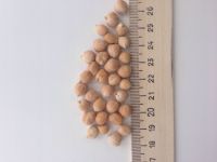 Chickpeas Origin Russia