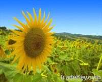 Refined Sunflower Oil | Rapseed Oil | Soya Bean Oil | Cooking Oil | Edible Oil | Plant Oil | Seed Oil