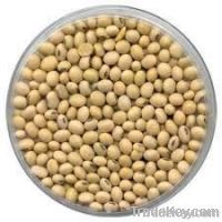 organic soybean