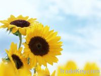 Export Refined Sunflower Oil | Pure Sunflower Oil Suppliers | Refined Sunflower Oil Exporters | Refined Sunflower Oil Traders | Refined Sunflower Oil Buyers | Pure Sunflower Oil Wholesalers | Low Price Sunflower Oil | Best Buy Sunflower Oil | Buy Sunflowe