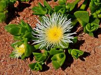 Sceletium