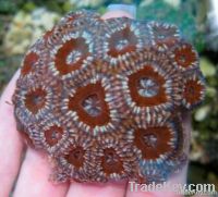 Pineapple coral