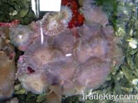 Tonga blue mushroom coral