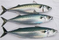 Atlantic Mackerel