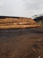 Azobe Wood Logs , Pachyloba , Tali , Ebony , Iroko , Ayous