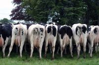 Live Dairy Cows / Pregnant Holstein Heifers/Boer Goats