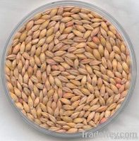 Barley