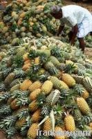 Indian pineapple