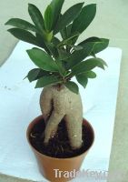 Miniature Ficus