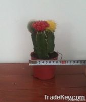 Cactus Miniature Garden