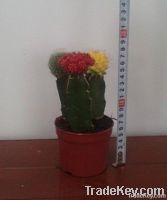 https://es.tradekey.com/product_view/Cactus-Miniature-Garden-3874804.html